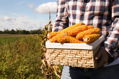 Photo of Man holding wicker basket with delicious ripe corn cobs in field, closeup. Space for text