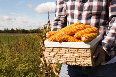 Man holding wicker basket with delicious ripe corn cobs in field, closeup. Space for text