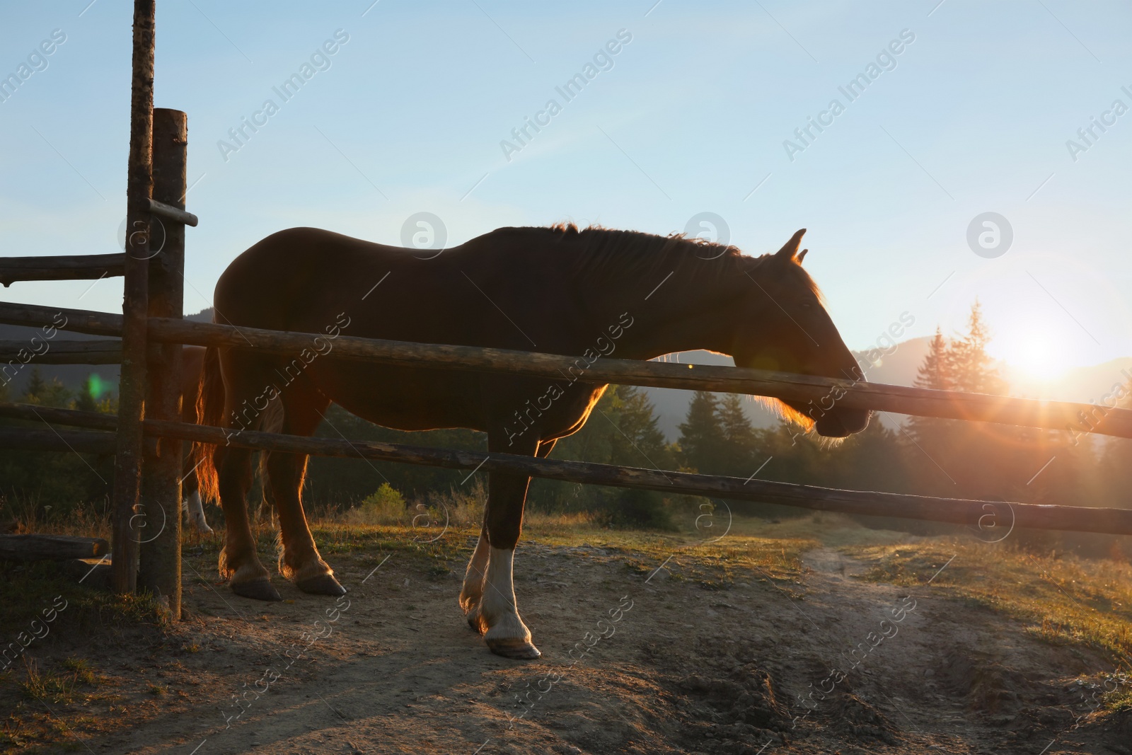 Photo of Beautiful horse near wooden fence in mountains