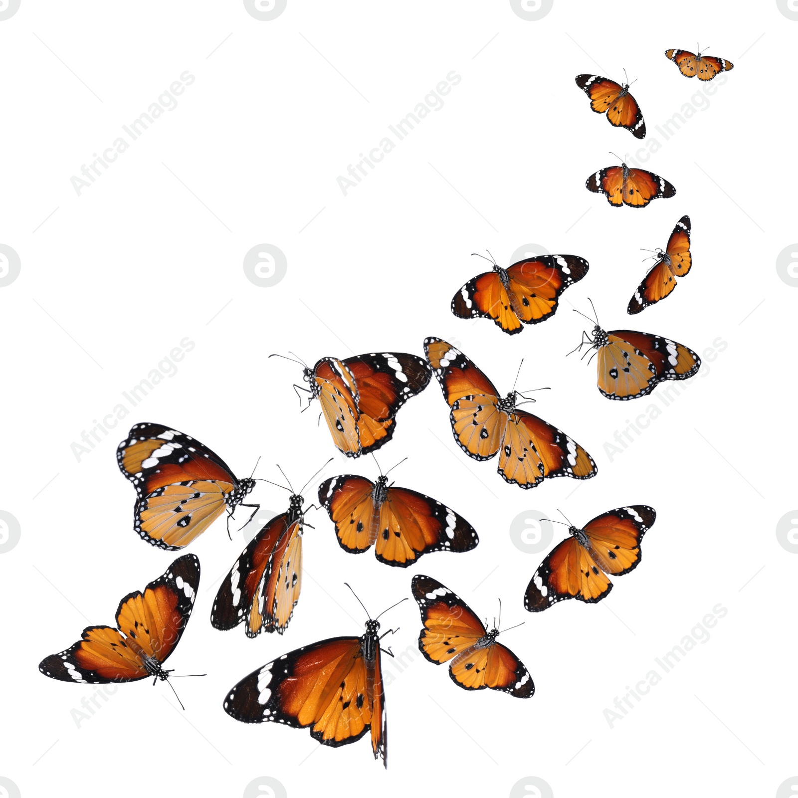 Image of Set of many flying painted lady butterflies on white background