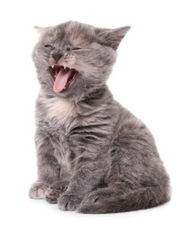 Photo of Cute little grey kitten yawning on white background