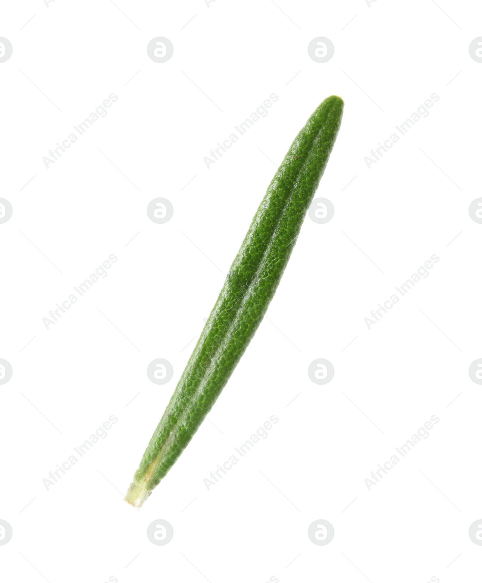 Photo of Fresh green rosemary leaf on white background