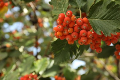 Photo of Rowan tree with many orange berries growing outdoors, closeup