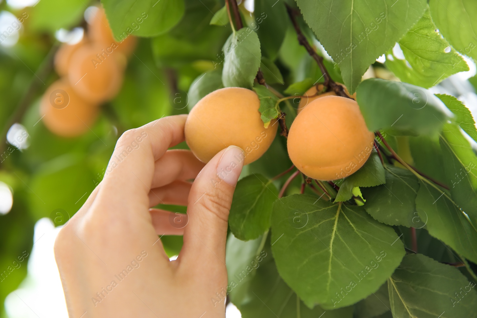 Photo of Woman picking apricot from tree outdoors, closeup