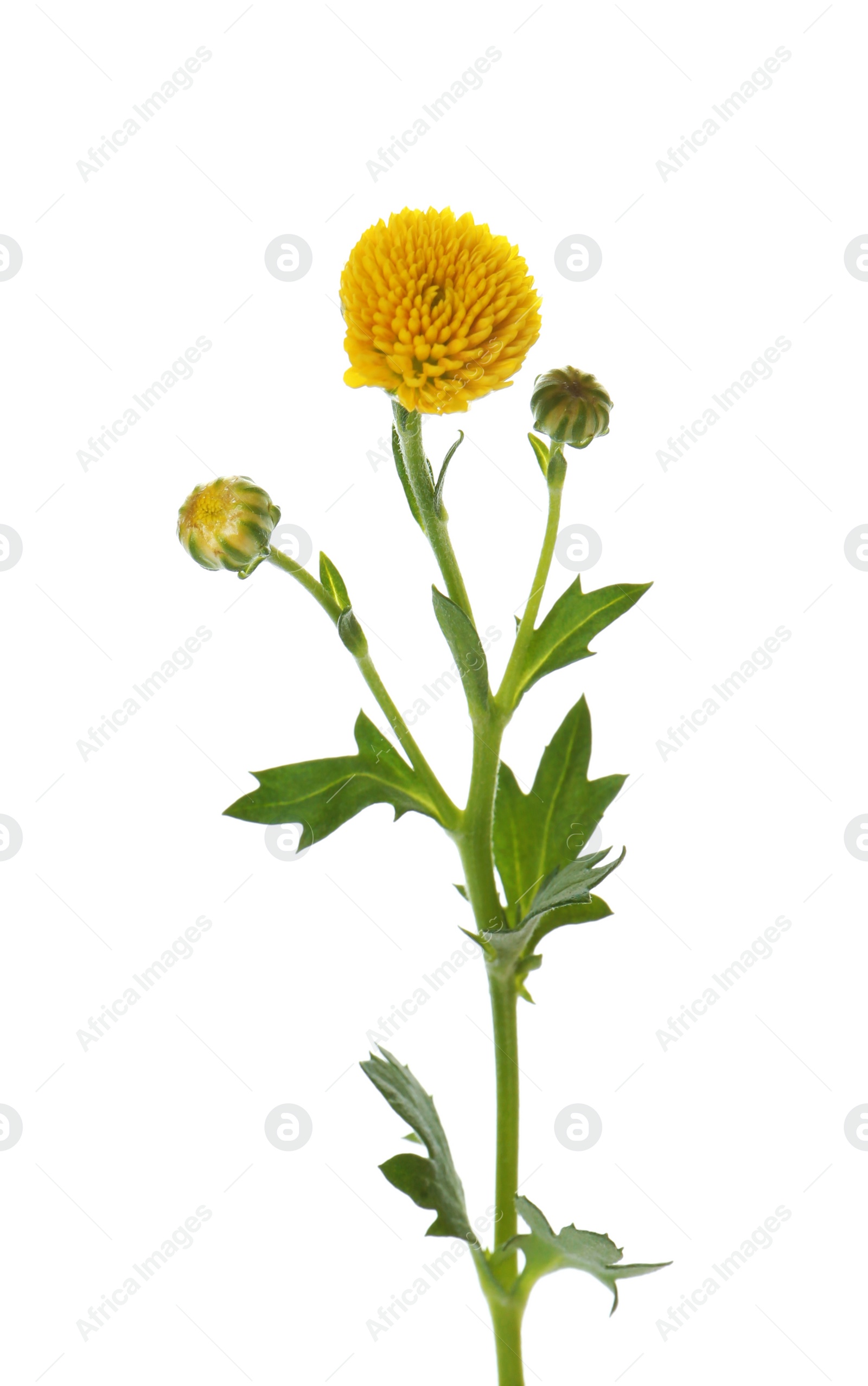 Photo of Beautiful fresh yellow chrysanthemum isolated on white