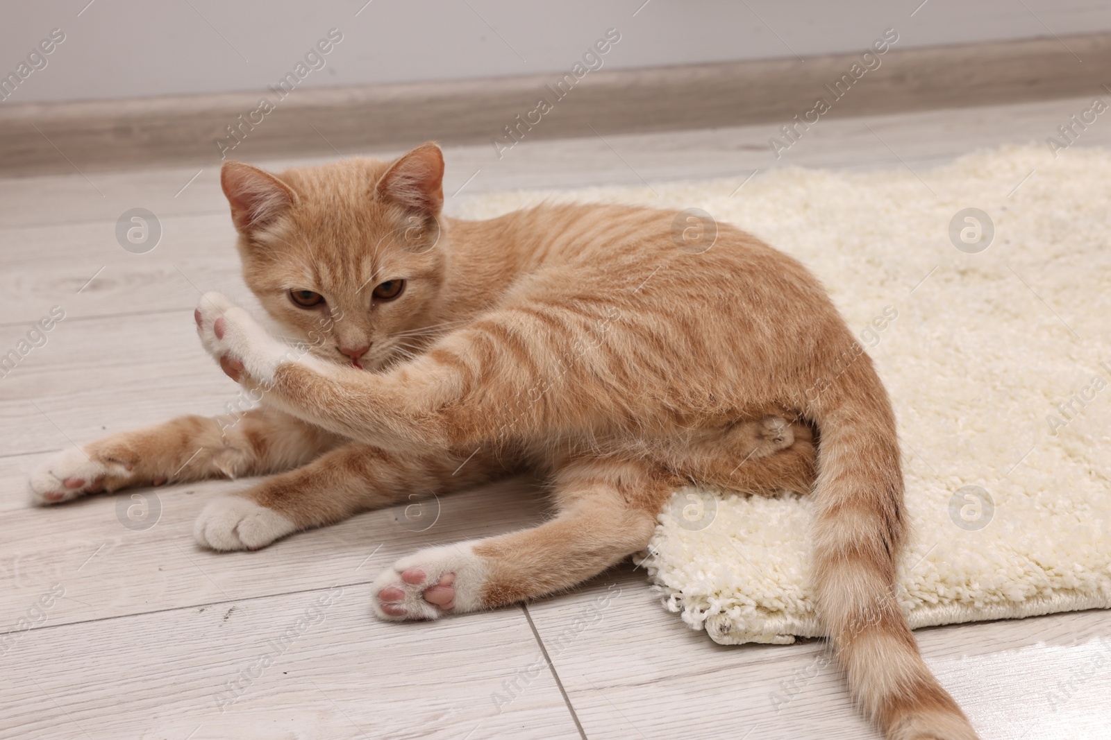 Photo of Cute ginger cat on carpet at home