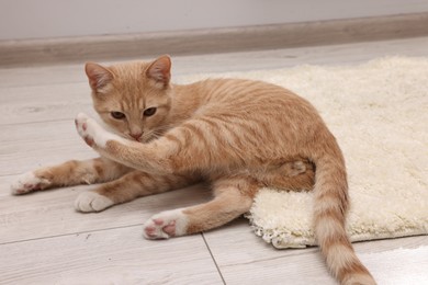 Photo of Cute ginger cat on carpet at home