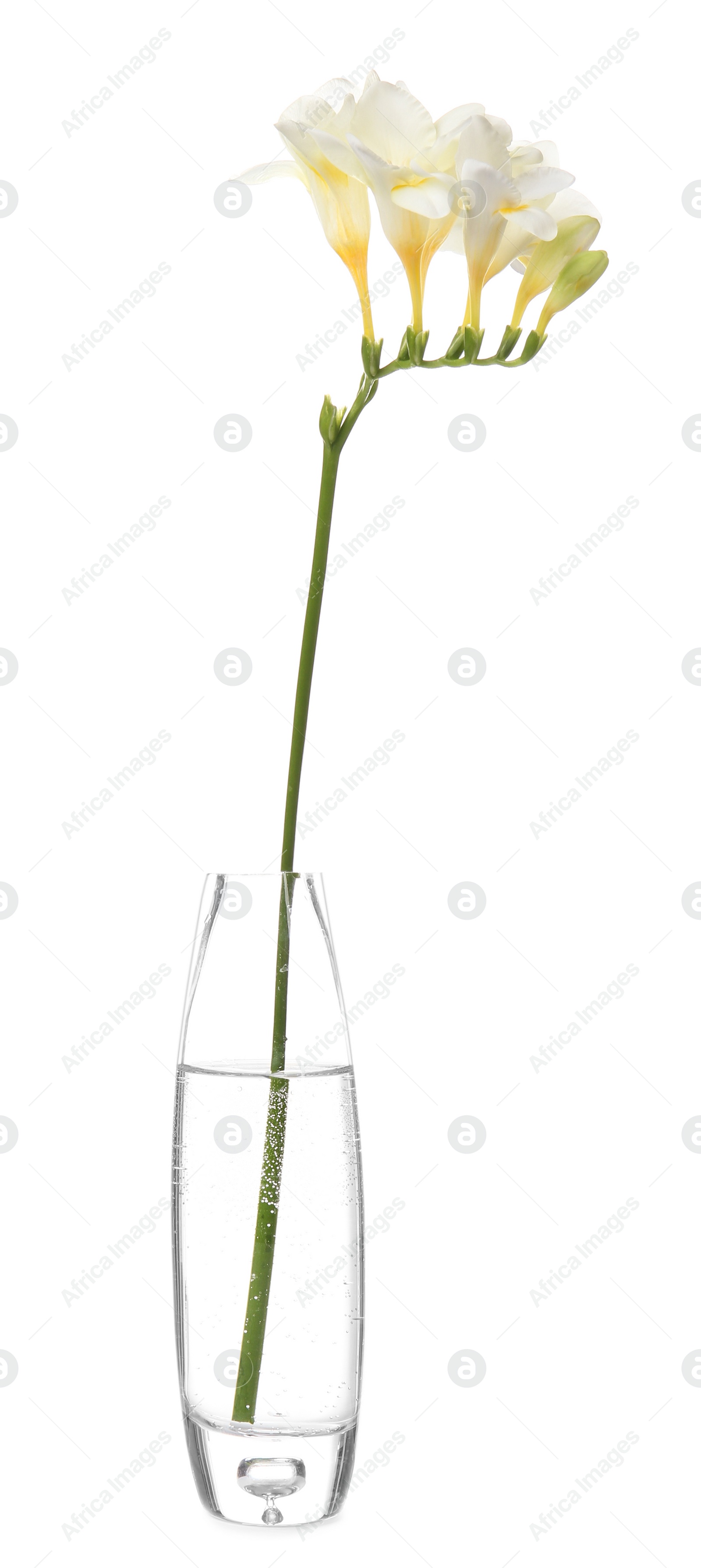 Photo of Glass vase with beautiful freesia flowers on white background