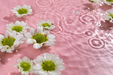 Photo of Beautiful chrysanthemum flowers in water on pink background