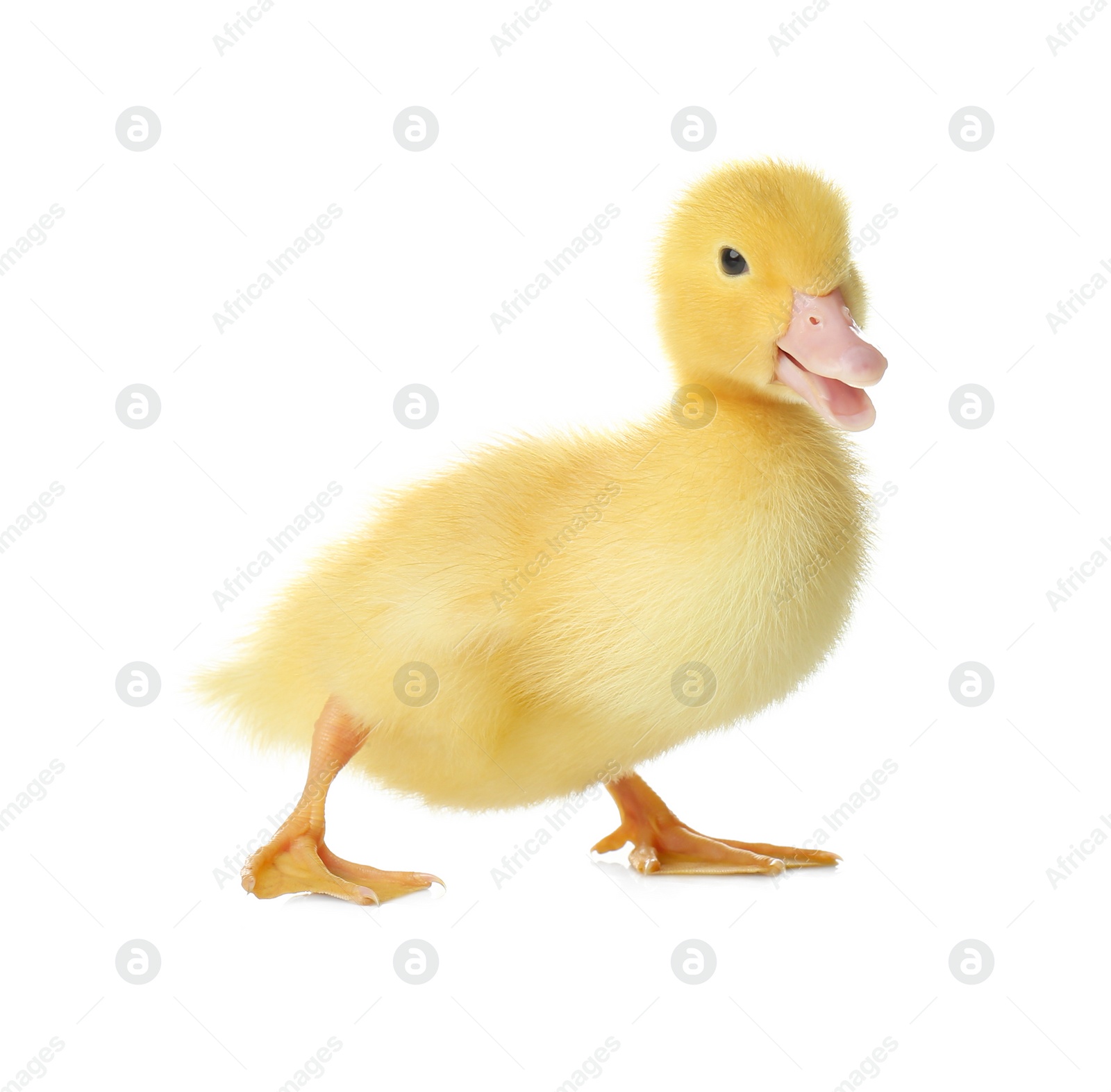 Photo of Cute fluffy gosling on white background. Farm animal