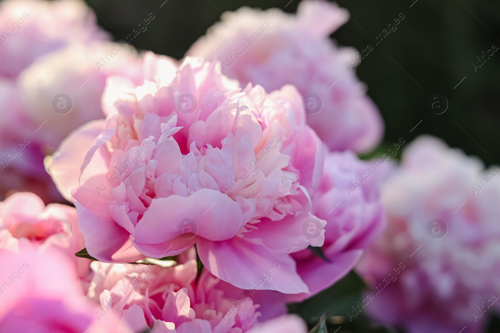 Photo of Beautiful pink peony flowers outdoors, closeup view