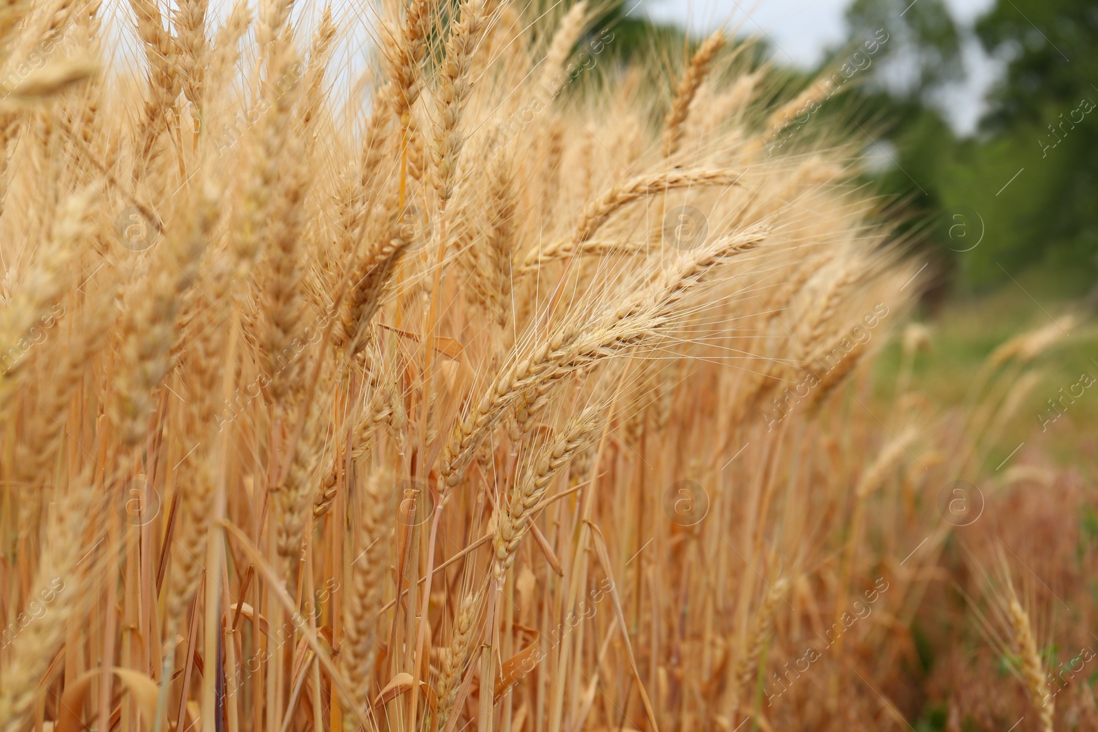 Photo of Beautiful ripe wheat spikes in agricultural field