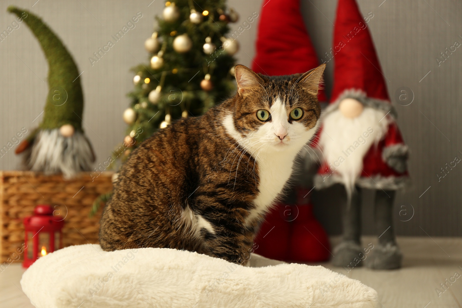 Photo of Cute cat sitting on soft pillow near Christmas decor at home. Adorable pet