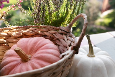 Wicker basket with beautiful heather flowers and pumpkins outdoors, closeup