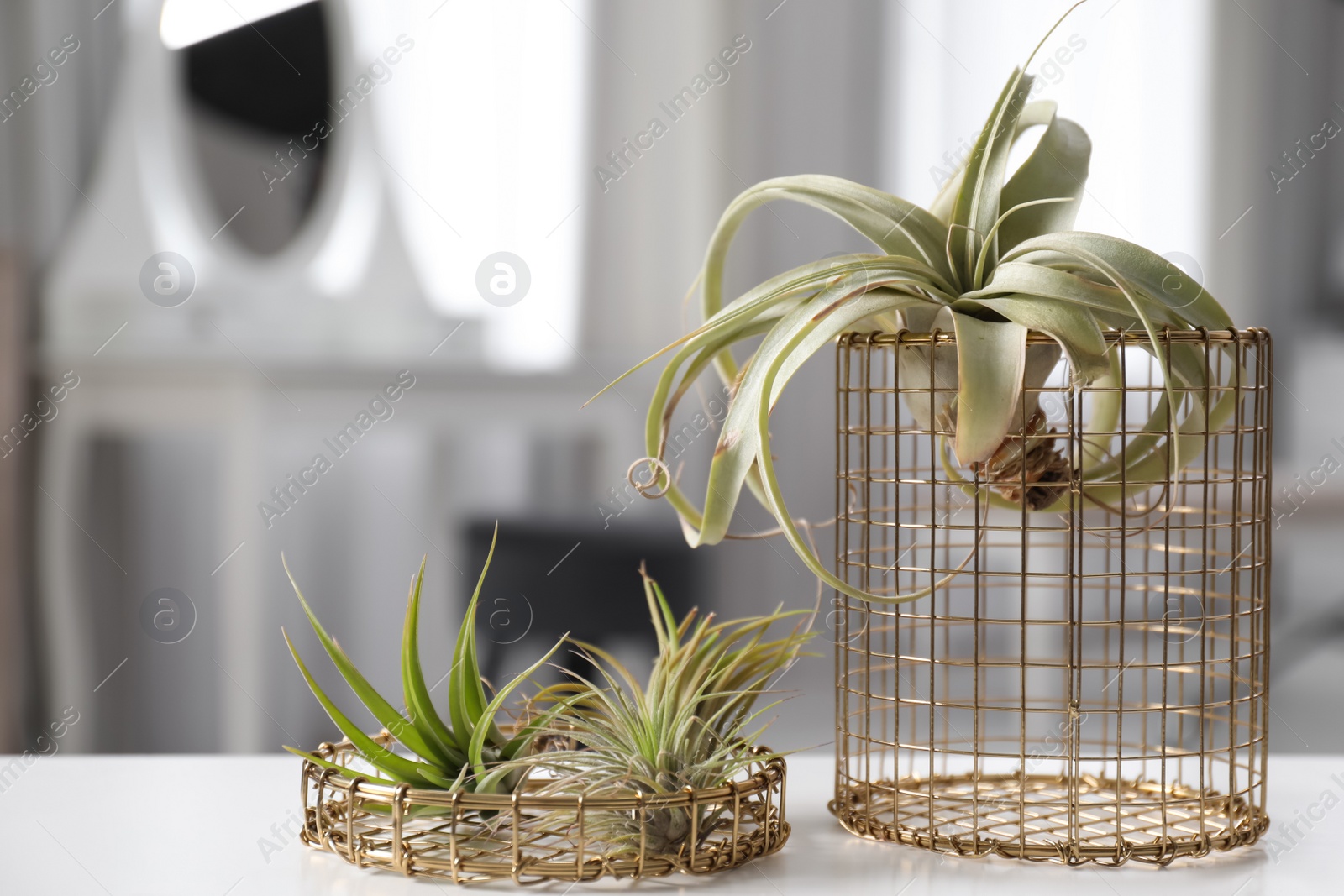 Photo of Different tillandsia plants on white table. House decor