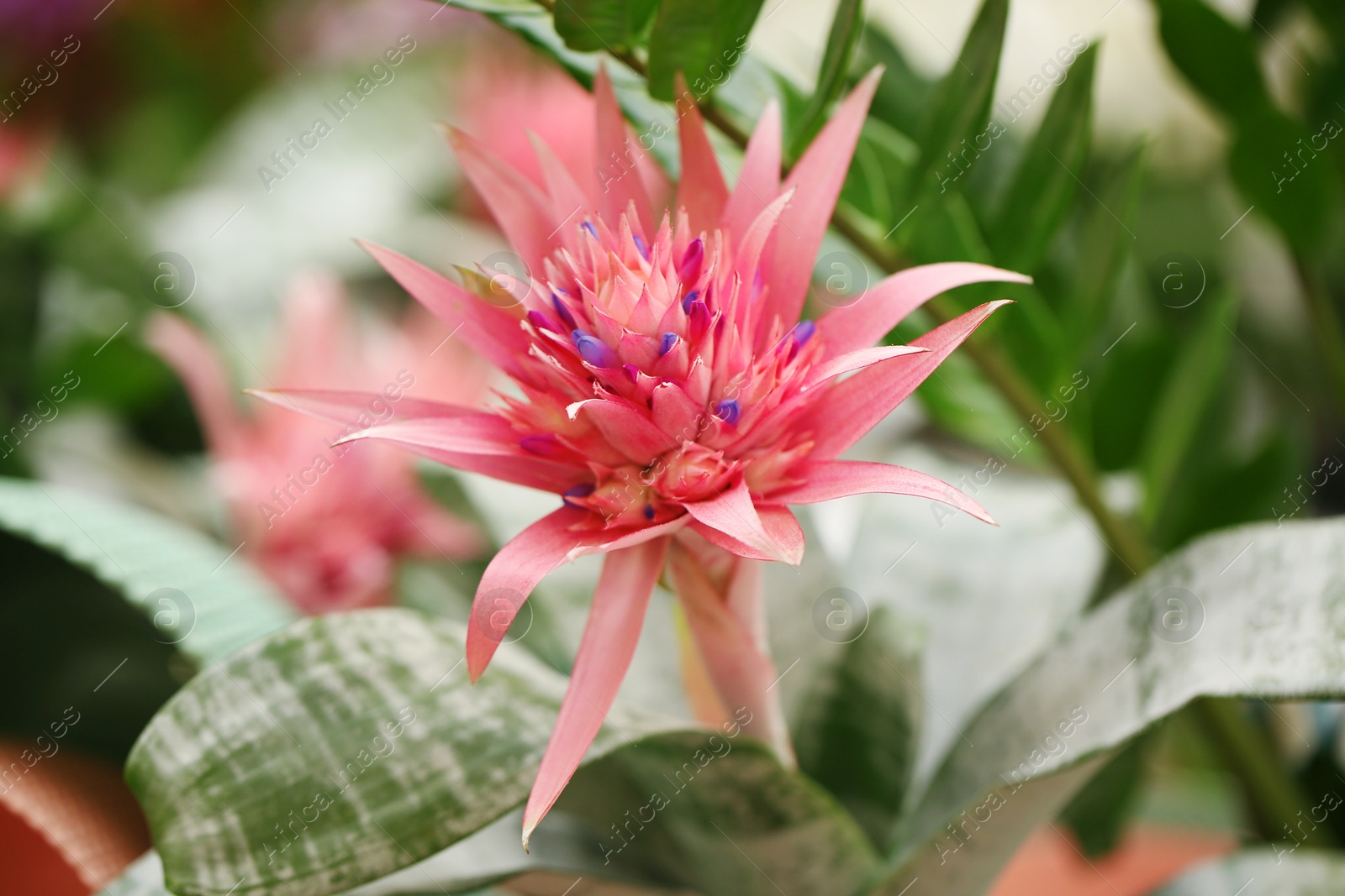 Photo of Beautiful blooming aechmea flower, closeup. Tropical plant