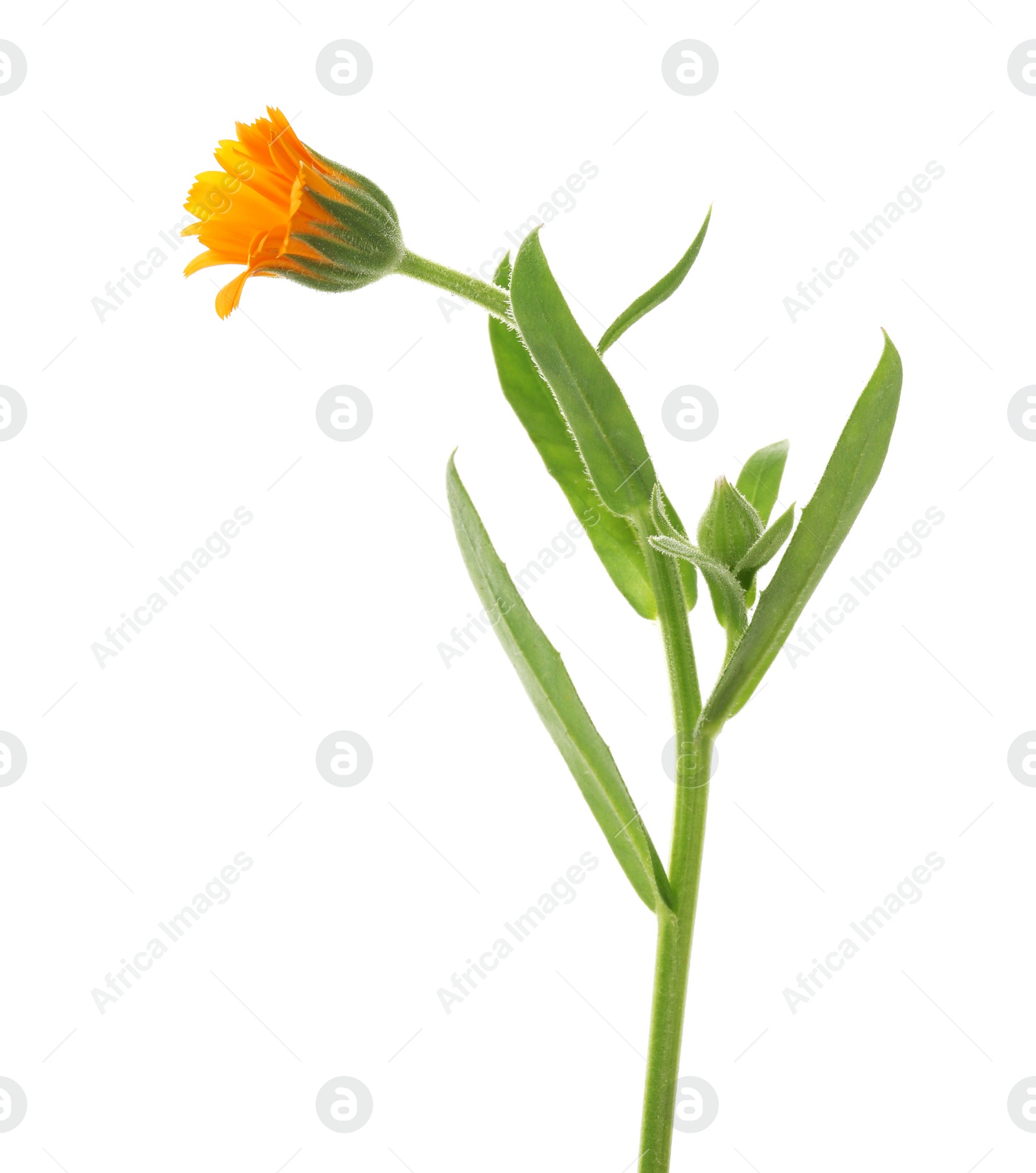 Photo of Beautiful delicate calendula bud isolated on white