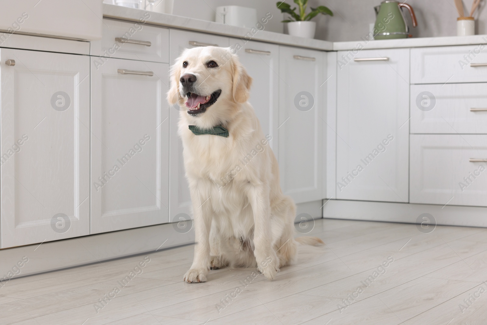 Photo of Cute Labrador Retriever with stylish bow tie indoors