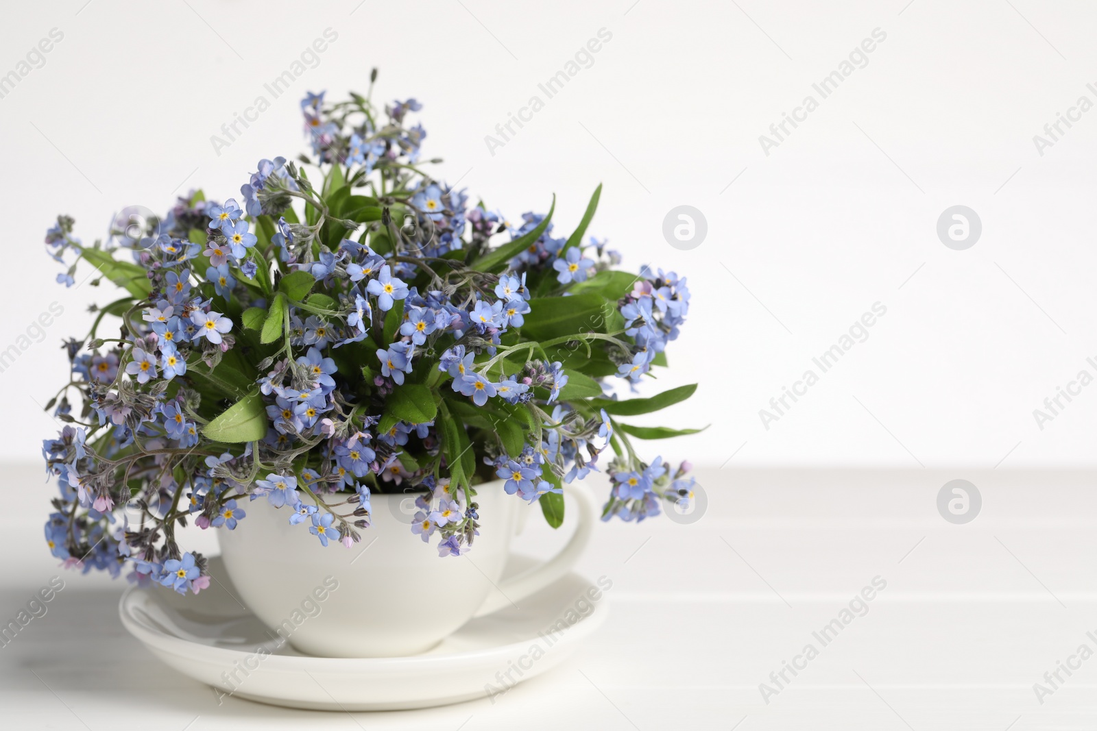 Photo of Beautiful forget-me-not flowers in cup and saucer on wooden table against white background, closeup. Space for text