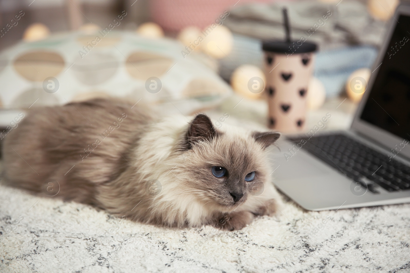 Photo of Cute cat lying on carpet at home. Warm and cozy winter