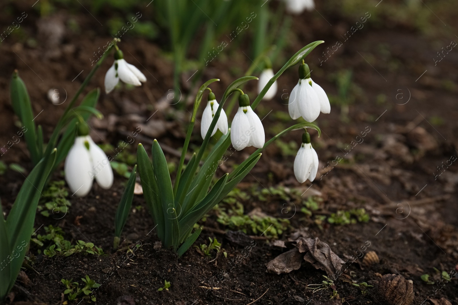 Photo of Beautiful white blooming snowdrops growing outdoors, space for text