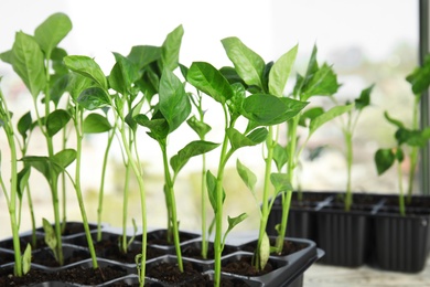 Photo of Vegetable seedlings in plastic tray on window sill