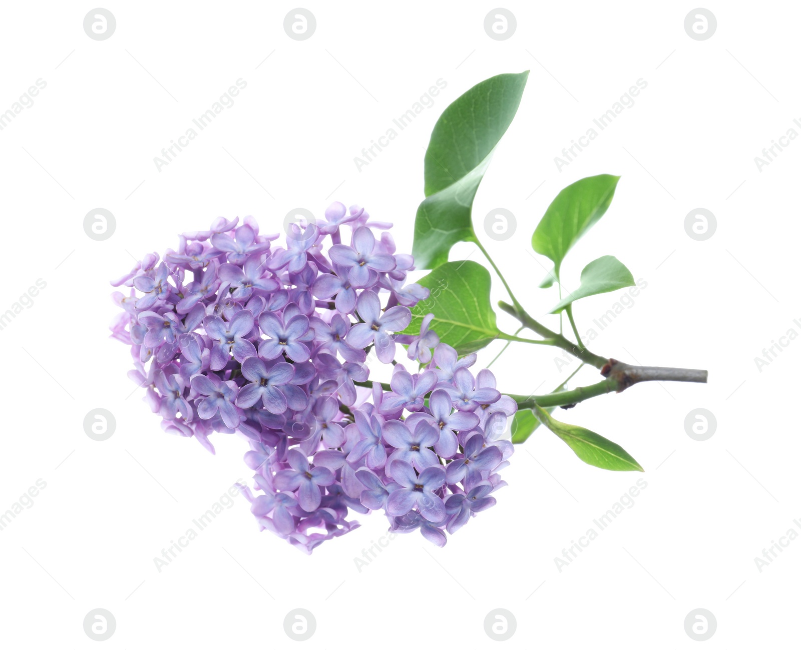 Photo of Beautiful blossoming lilac branch with leaves isolated on white