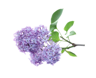 Photo of Beautiful blossoming lilac branch with leaves isolated on white