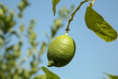 Unripe green lemon growing against sky outdoors, low angle view. Citrus fruit