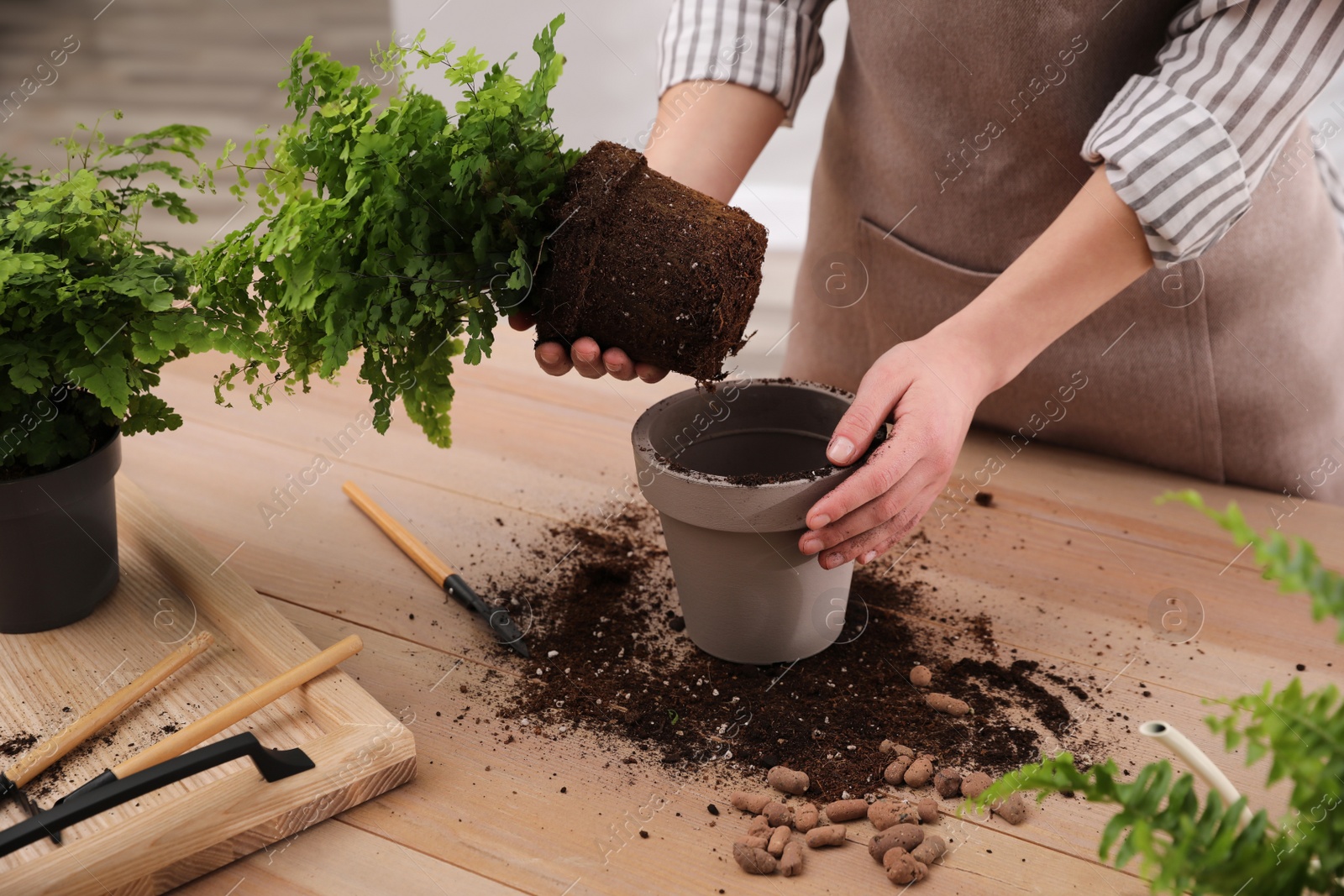 Photo of Woman planting fern at wooden table indoors, closeup