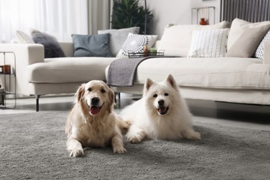 Photo of Adorable dogs resting in modern living room