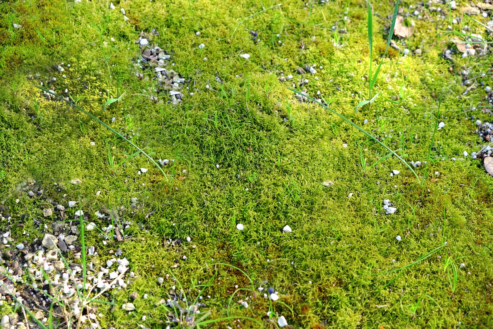 Photo of Bright grass, moss, leaves and small stones outdoors