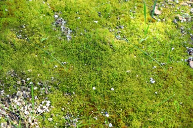 Photo of Bright grass, moss, leaves and small stones outdoors