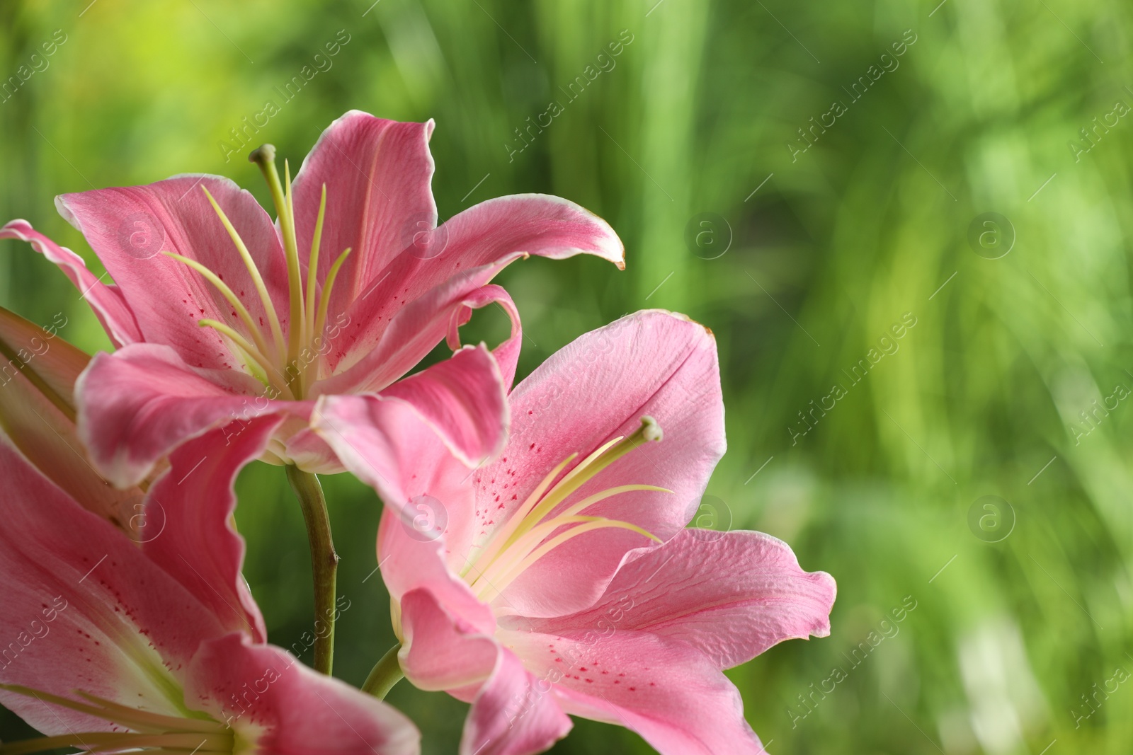 Photo of Beautiful pink lily flowers on blurred green background, closeup