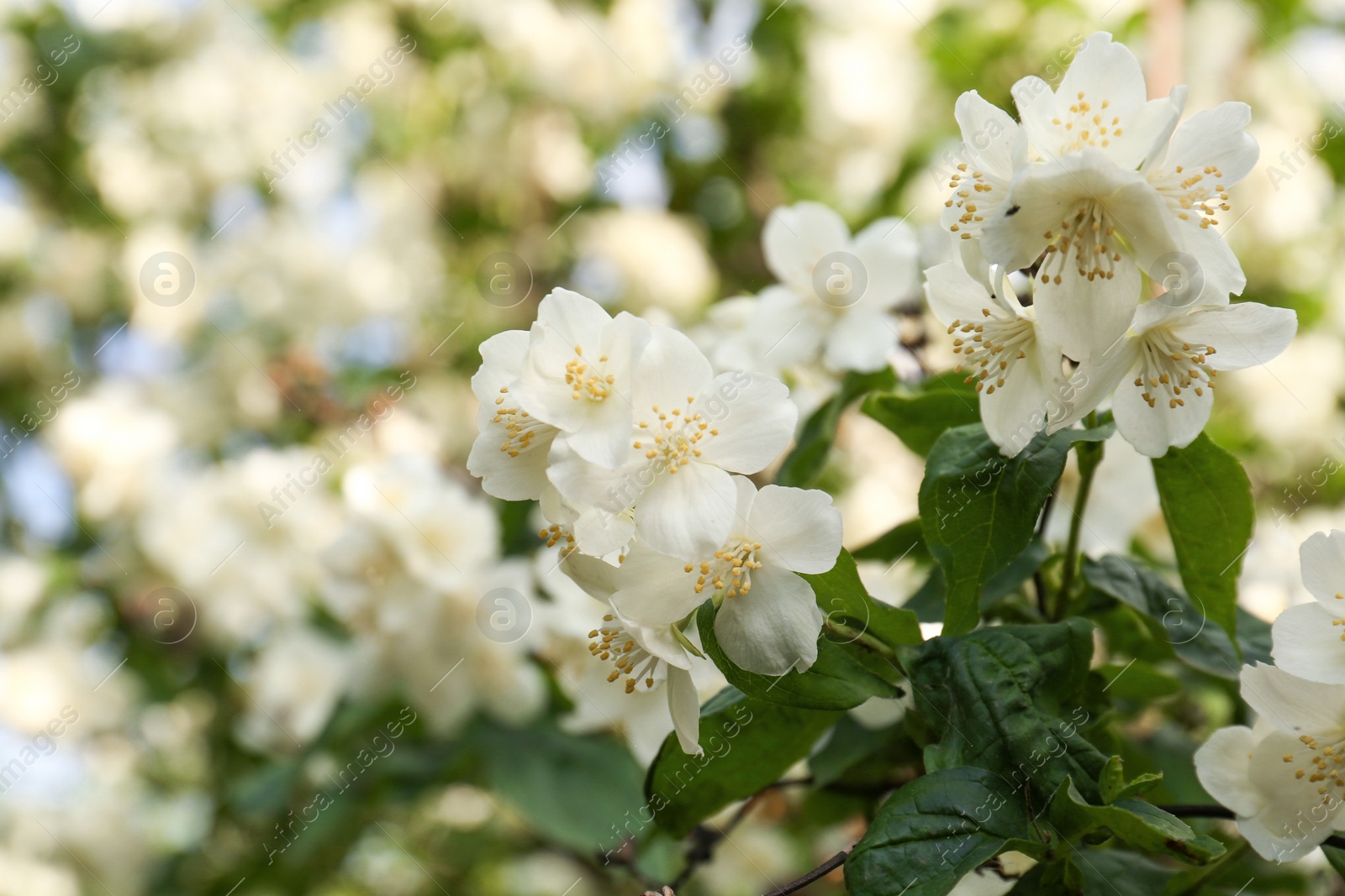 Photo of Beautiful blooming white jasmine shrub outdoors, closeup. Space for text