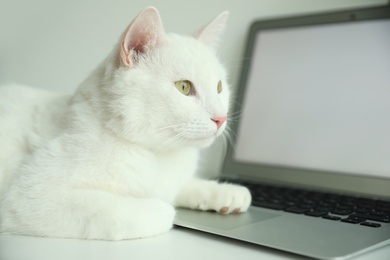 Photo of Adorable white cat lying on laptop at workplace, closeup