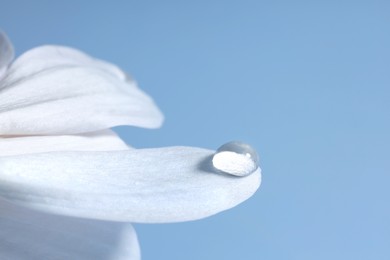 Photo of Macro photo of flower petal with water drop against light blue background. Space for text