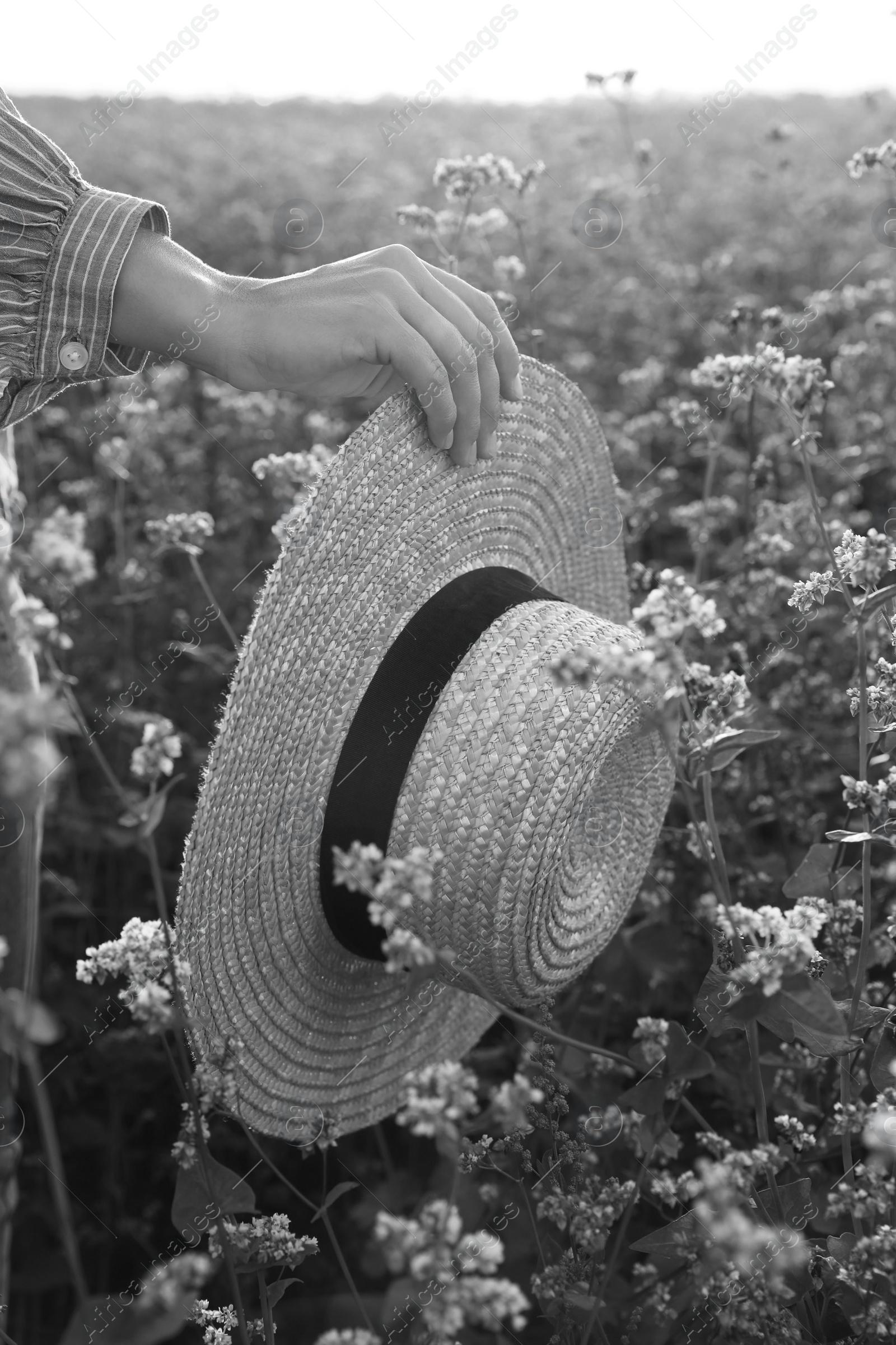 Image of Woman with hat in beautiful blossoming field, closeup. Black and white effect