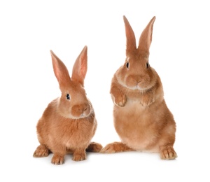 Photo of Cute bunnies isolated on white. Easter symbol