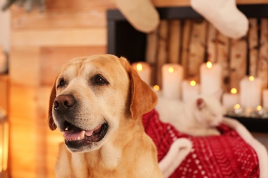 Photo of Cute Golden Retriever dog in room decorated for Christmas and blurred white cat on background. Adorable pets