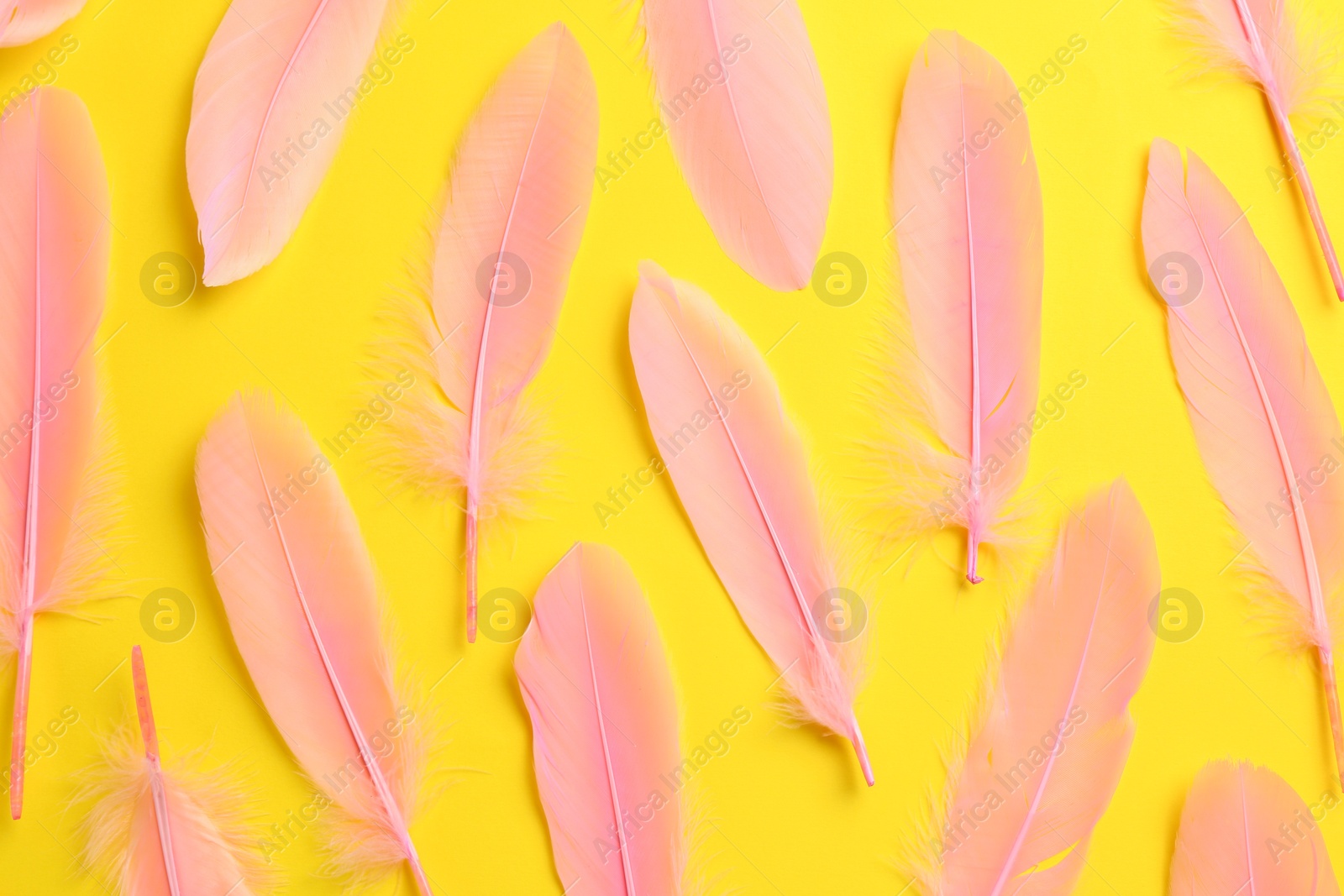 Photo of Beautiful pink feathers on yellow background, flat lay