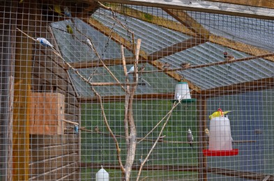 Photo of Different beautiful exotic birds in outdoor aviary
