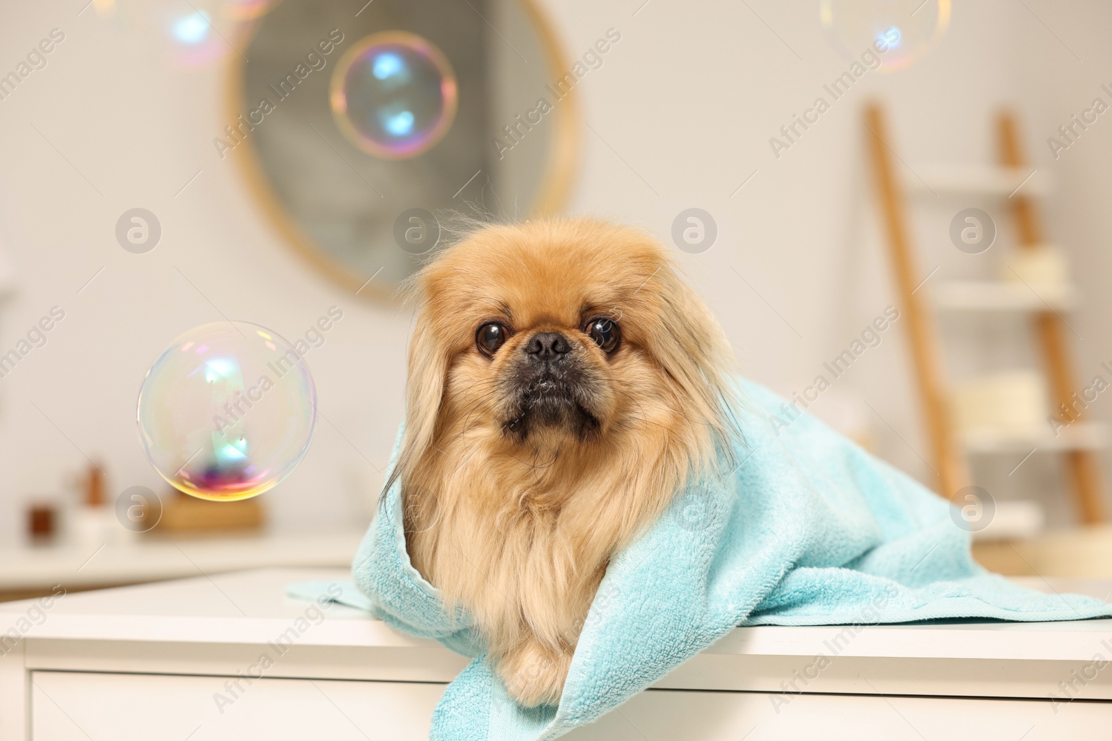 Photo of Cute Pekingese dog with towel and bubbles in bathroom. Pet hygiene