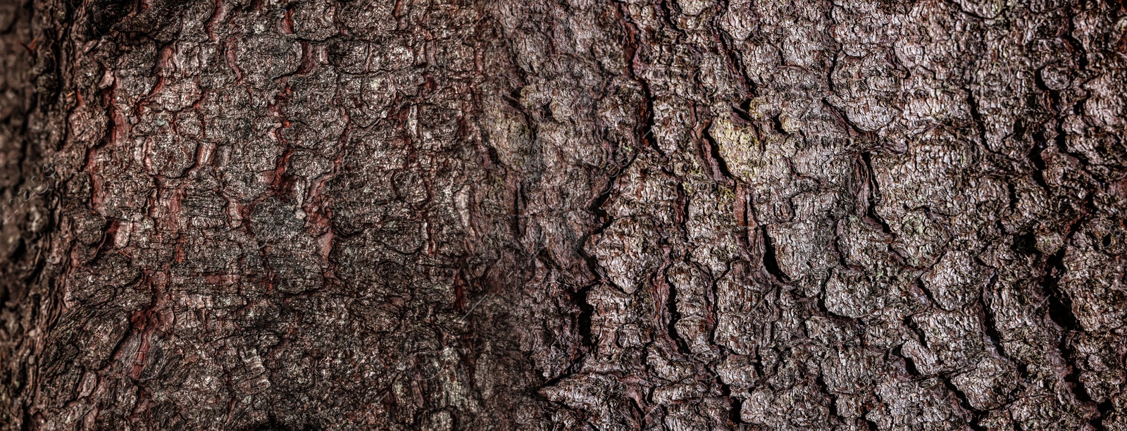 Image of Texture of tree bark as background, closeup view. Banner design