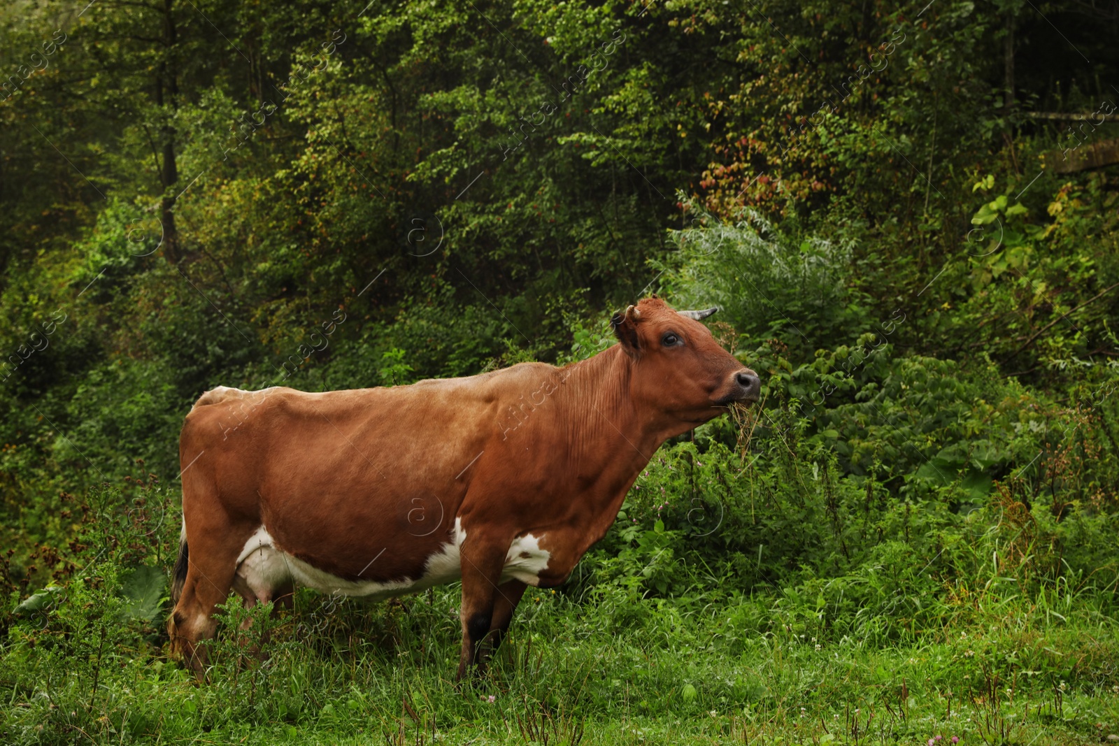 Photo of Cow grazing on green meadow in summer