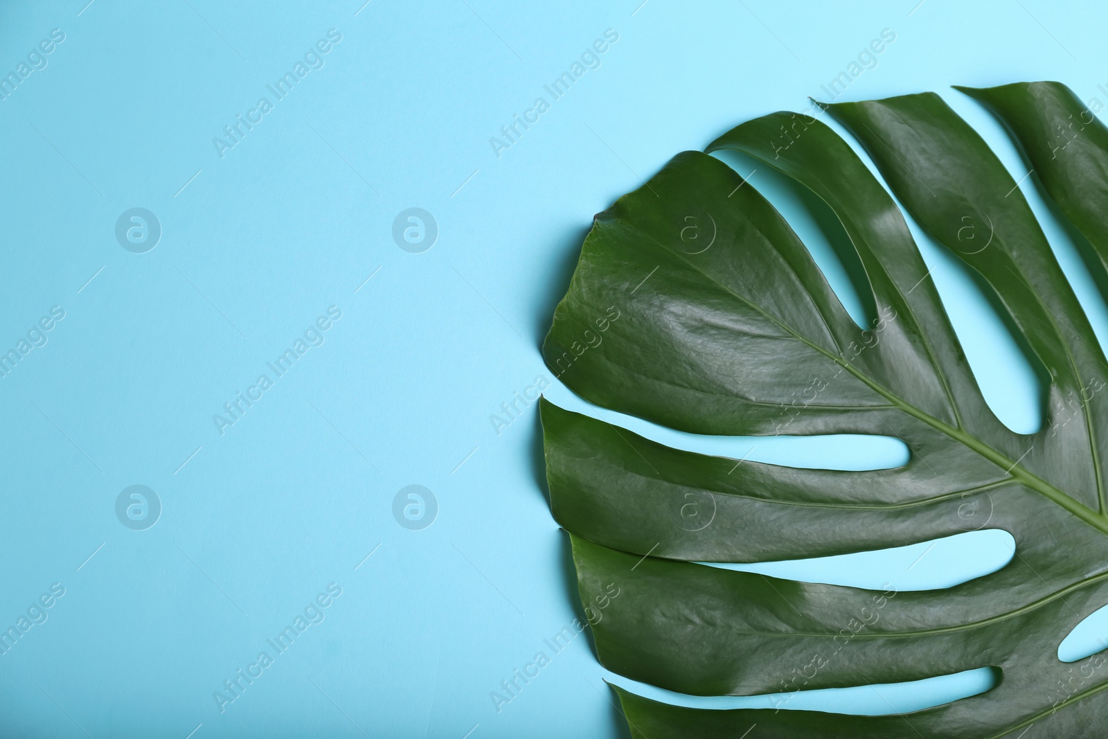 Photo of Beautiful tropical leaf on color background, top view