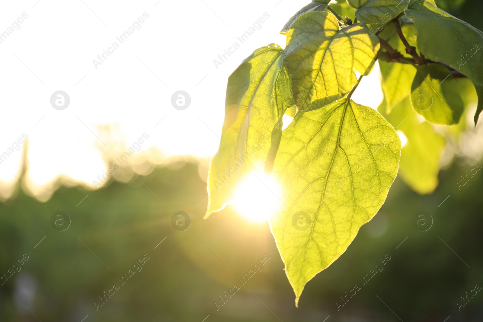 Photo of Closeup view of tree with young fresh green leaves outdoors on spring day