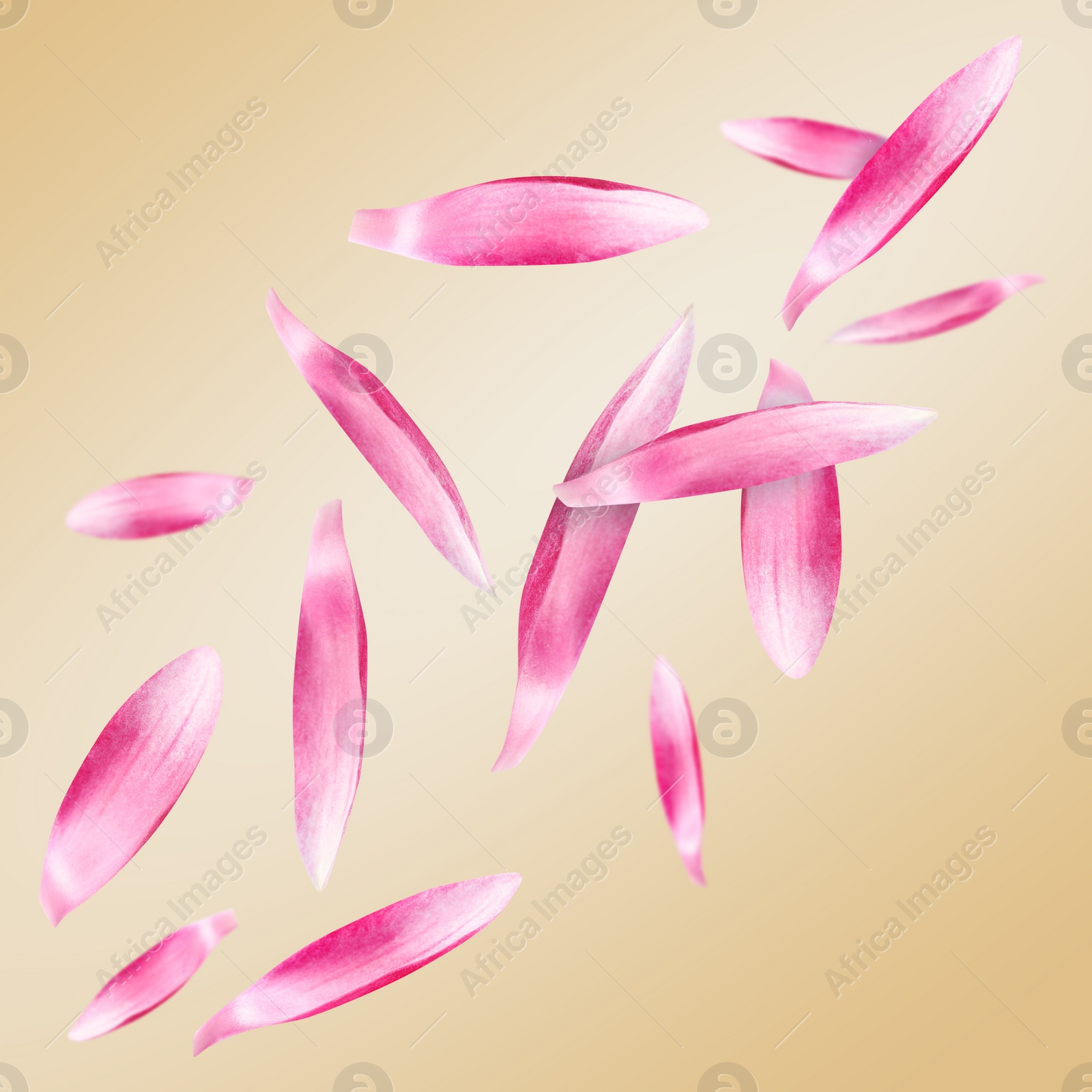 Image of Pink lotus flower petals falling on dark beige background