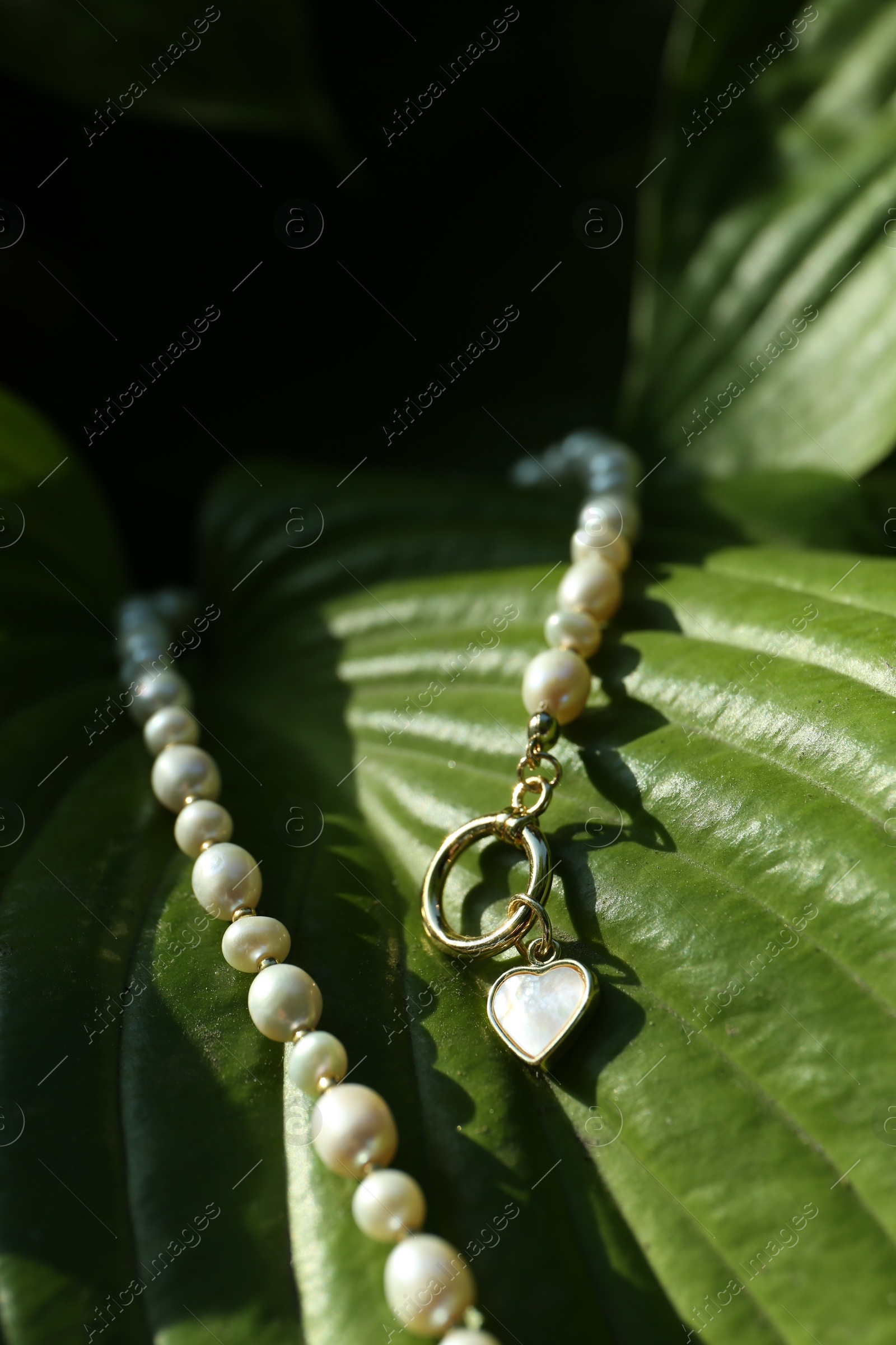 Photo of Stylish presentation of elegant pearl necklace on plant, closeup