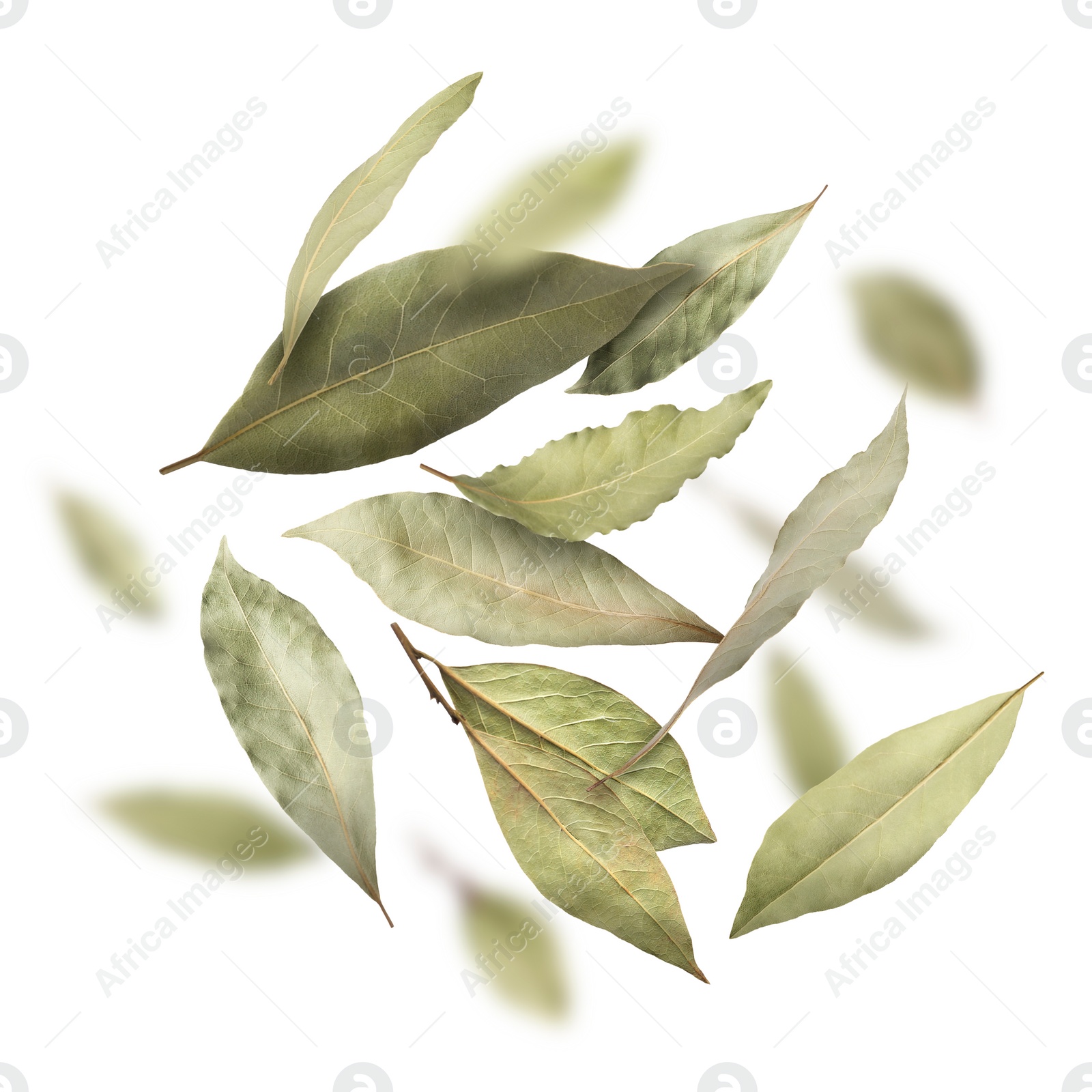 Image of Dry bay leaves falling on white background